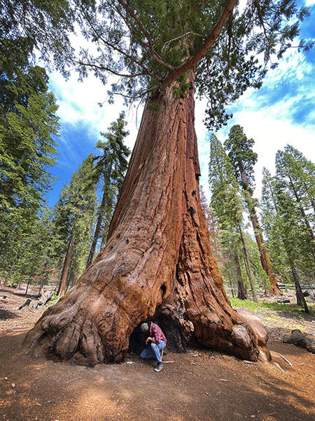 Hotel near Sequoia National Park