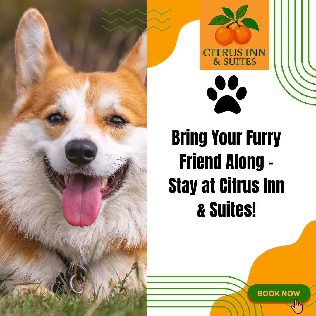 Corgi promoting pet-friendly hotel stay